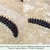 argynnis adippe daghestan larva l3